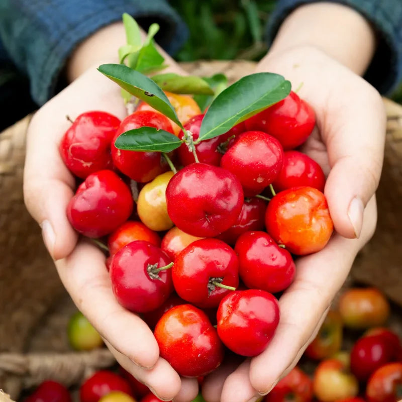 Barbados Cherry Tree Live Plant - 1 Feet Tall - Red Cherry - Indoor Outdoor