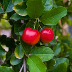 Pack 2 Barbados Cherry Trees - Edible Fruit Plants Live - 5-7 Inches