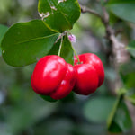 Pack 2 Barbados Cherry Trees - Edible Fruit Plants Live - 5-7 Inches