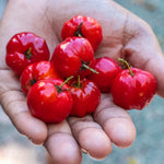 Pack 2 Barbados Cherry Trees - Edible Fruit Plants Live - 5-7 Inches