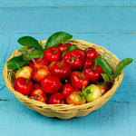 Pack 2 Barbados Cherry Trees - Edible Fruit Plants Live - 5-7 Inches