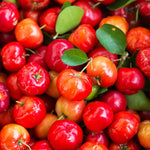 Barbados Cherry Trees - Live Plants 5-9 Inches Tall - Red Fruit