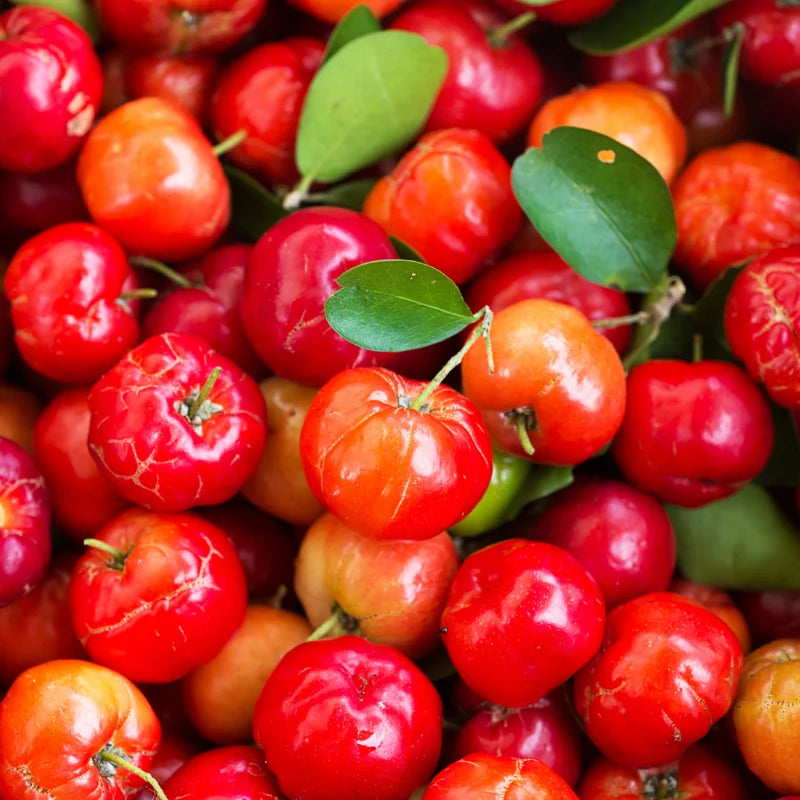 Barbados Cherry Trees - Live Plants 5-9 Inches Tall - Red Fruit