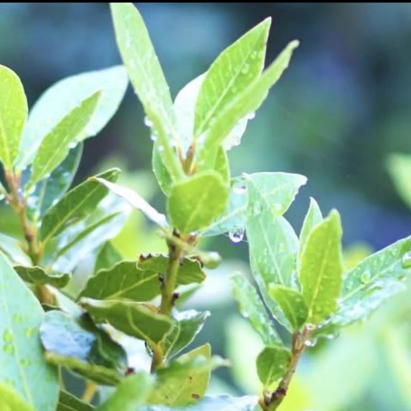 Bay Leaf Plant Laurus Nobilis Live Plant 8-12 inch 3 inch Pot
