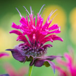 Bee Balm Plant Live Quart Pot - Perennial Monarda Flower