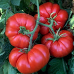 Beefsteak Tomato Plants - Set of 2 Live Heirloom Variety for Garden