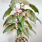 Begonia Live Plant - Snow Capped Rare Begonias for Indoor/Outdoor Growing
