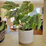 Begonia Live Plant - Snow Capped Rare Begonias for Indoor/Outdoor Growing