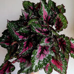 Begonia Live Plants Set - 2 Mix House Plants 4-5 Inches Ornamentals