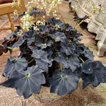 Begonia Plant Live Black - 3 Inch Indoor Plant