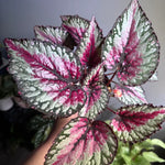 Begonia Plants Pack - 2 Mixed Live Indoor Houseplants 3-5 Inches Bareroot
