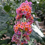 Bicolor Butterfly Bushes Plant, 2.5 Inch Pot