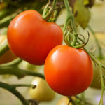 Big Boy Tomato Plant - Vegetable Plant - 2.5 Inch Pot - Garden Ready