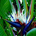 Bird of Paradise Plant Live - 5-12" Strelitzia Reginae - Tropical Houseplant