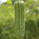 Bitter Melon Seeds for Planting - Bitter Gourd Vegetable Seeds - Garden Growing