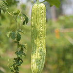 Bitter Melon Seeds for Planting - Bitter Gourd Vegetable Seeds - Garden Growing