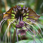 Black Bat Flower Live Plant - 4 Inch Pot - Tacca Chantrieri Orchid - Garden Decor