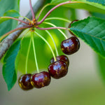 Black Cherry Tree Live Plant 6-8 Inch - Fruit Tree 4" Pot