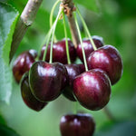 Black Cherry Tree Live Plant 6-8 Inch - Fruit Tree 4" Pot