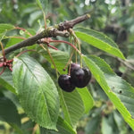 Black Cherry Tree Live Plant 6-8 Inch - Fruit Tree 4" Pot