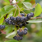 Black Chokeberry Trees - 2 Seedlings - Live Aronia Berry Plants - Cold Hardy Shrubs