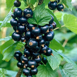 Black Currant Bush Live Plant - Ready to Grow Currant Berry Fruit Tree Starter Plant
