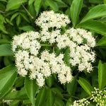 Black Elderberry Plants: 3 Live American Elderberry Bushes 6-12 Inch, Sweet Fruit