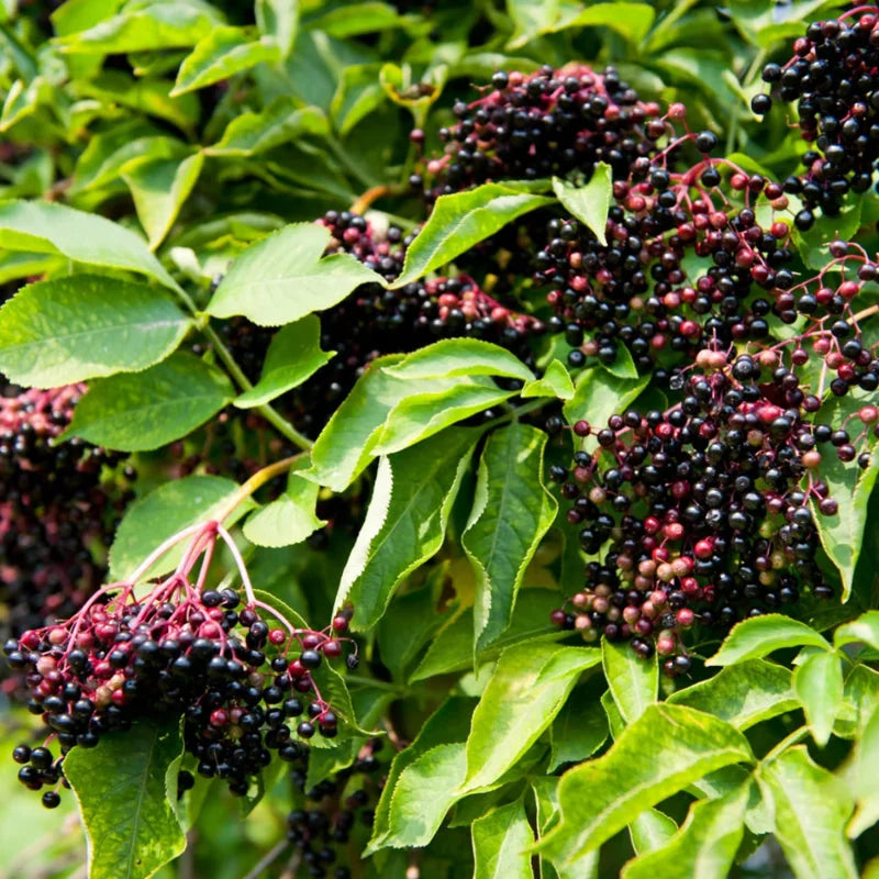 3 American Elderberry Plants Live, 6-12" Tall Bareroot Hardy Elderberry Bushes