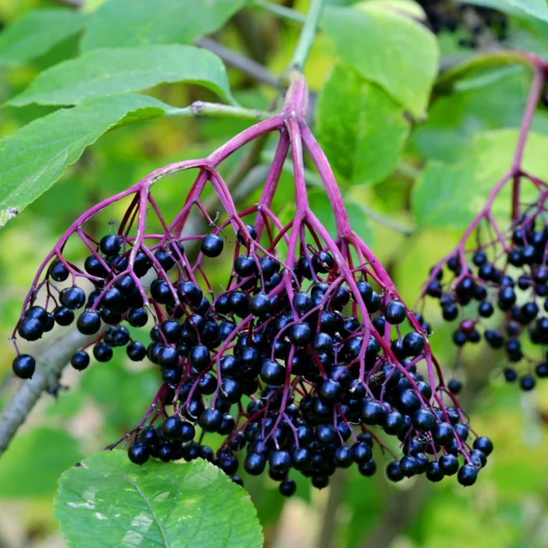 5 Black Elderberry Plants Live Bareroots - 6-12 Inch - Sweet Elderberries Fruit