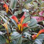 Black Pagoda Lipstick Plant 4 inch Pot Unique Houseplant