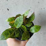 Black Pagoda Lipstick Plant 4 inch Pot Unique Houseplant