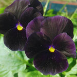 Black Pansy Live Plant - 2 Pack Flowering Viola, 3-6 Inches, Garden Ready