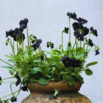 Black Pansy Live Plant - 2 Pack Flowering Viola, 3-6 Inches, Garden Ready