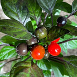 Black Pearl Hot Pepper Plant - Edible Ornamental Vegetable Plant - 2.5 Inch Pot