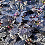Black Pearl Hot Pepper Plant Ornamental Live Plant 2.5 Inch Pot