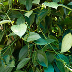Black Pepper Plant Live - 2 to 3 Ft Piper Nigrum Tree - 3 Gallon Pot