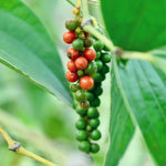 Black Pepper Plant Live - 2 to 3 Ft Piper Nigrum Tree - 3 Gallon Pot