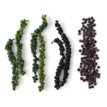 Black Pepper Plant Piper Nigrum - 4-6 Inch Starter Plant - No Pot