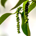 Black Pepper Plant Live - 2 to 3 Ft Piper Nigrum Tree - 3 Gallon Pot