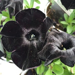 Black Petunia Live Plant 3-4" Plugs - Annual Perennial Flower Home Garden