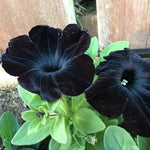Black Petunia Plants Live - 2-5" Plugs - Rare Black Petunia Flowers