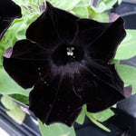 Black Petunia Live Plant 3-4" Plugs - Annual Perennial Flower Home Garden