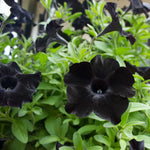 Black Petunia Live Plant 3-4" Plugs - Annual Perennial Flower Home Garden