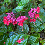 Bleeding Heart Vine Live Plant 5-9'' - Red Purple Clerodendrum for Garden