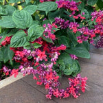 Bleeding Heart Vine Plants Set 2, Mix White and Red Purple - 6-8 Inch Clerodendrum Thomsoniae