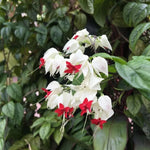 Bleeding Heart Vine Plants Set 2, Mix White and Red Purple - 6-8 Inch Clerodendrum Thomsoniae