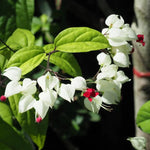 Bleeding Heart Vine Plants Set 2, Mix White and Red Purple - 6-8 Inch Clerodendrum Thomsoniae