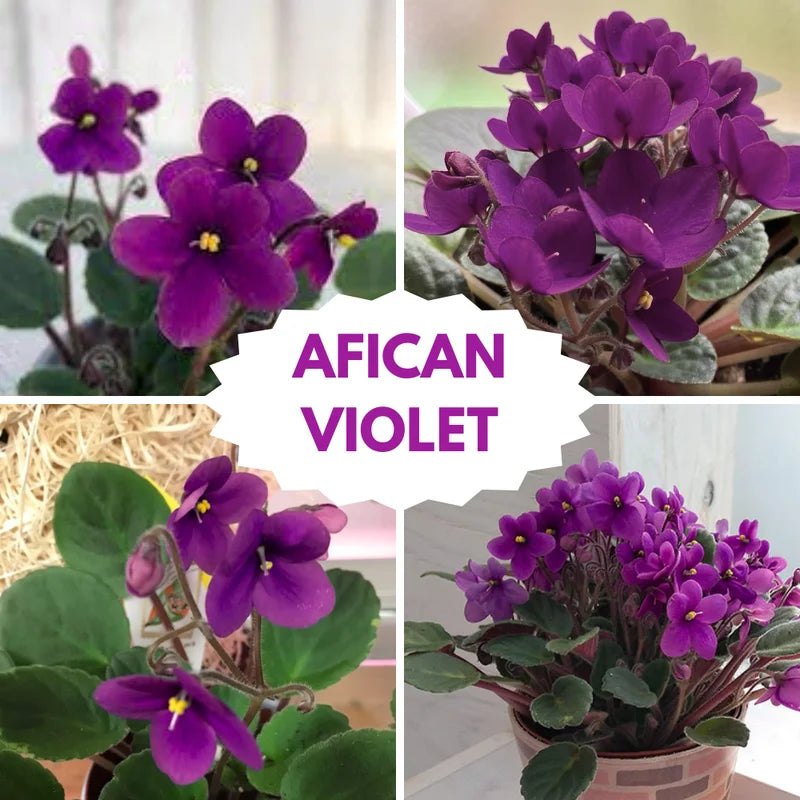 African Violet Live Plant, African Violet Houseplant in 4" Pot, Blooming Indoor Plant for Home or Office with Vibrant Flowers