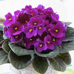 African Violet Live Plant, African Violet Houseplant in 4" Pot, Blooming Indoor Plant for Home or Office with Vibrant Flowers