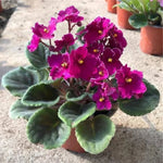 African Violet Live Plant, African Violet Houseplant in 4" Pot, Blooming Indoor Plant for Home or Office with Vibrant Flowers